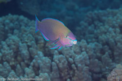 BD-100924-Fury-Shoal-2256-Chlorurus-sordidus-(Forsskål.-1775)-[Daisy-parrotfish].jpg